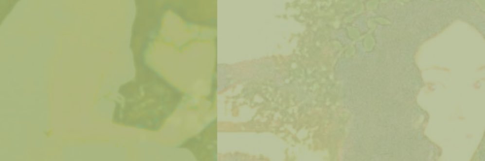 Rose :3 banner