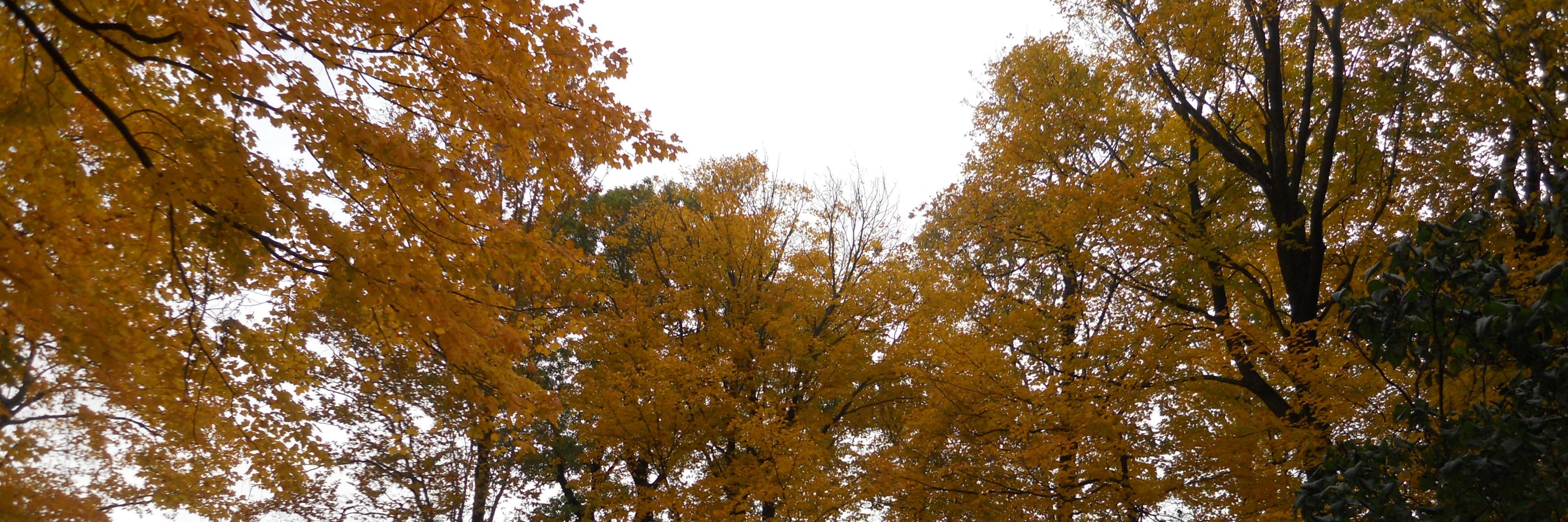 julimcloone's profile banner image
