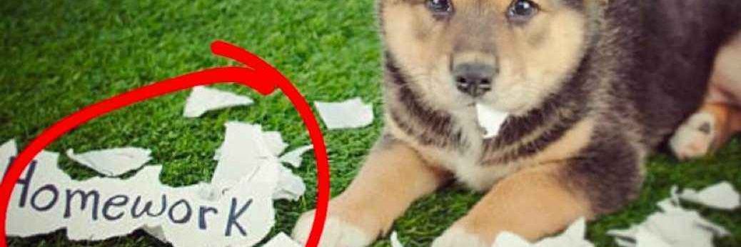 Mr.skillissue W banner