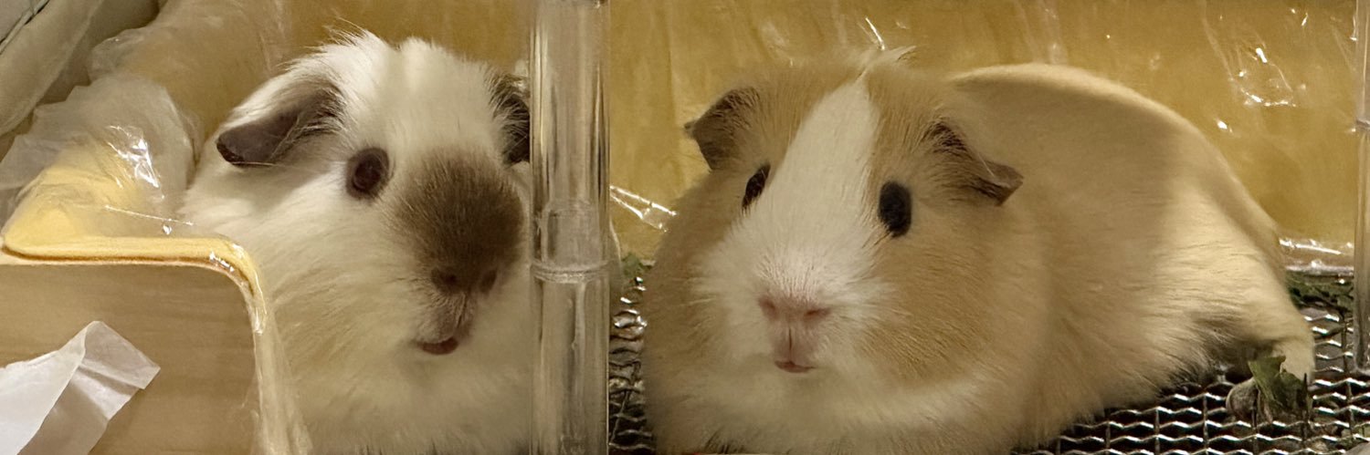 ㅁㅉㅇㅈㅁ banner