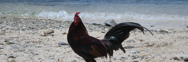 a2laurel Profile Banner