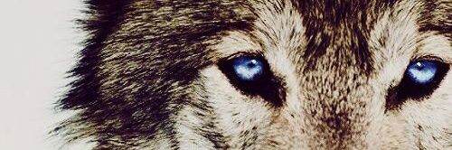 visankqedju's profile banner image