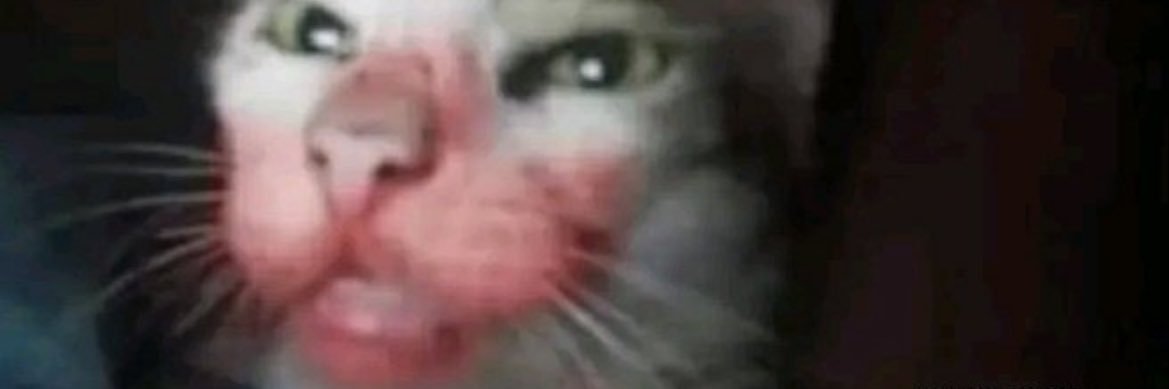 derrybee2's profile banner image