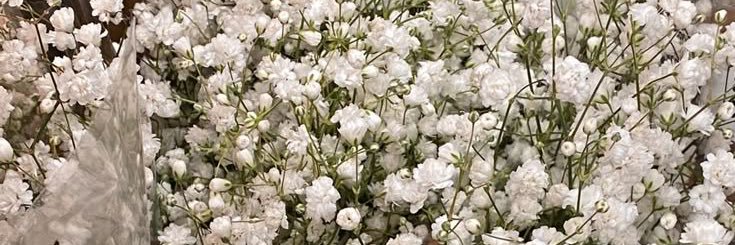 ivy | born to die banner