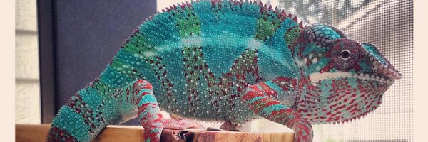 rosullivan Profile Banner