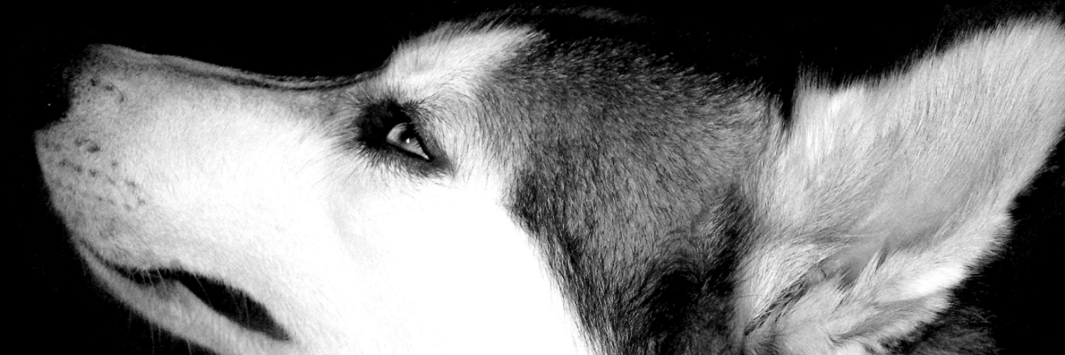 dutchie_18's profile banner image