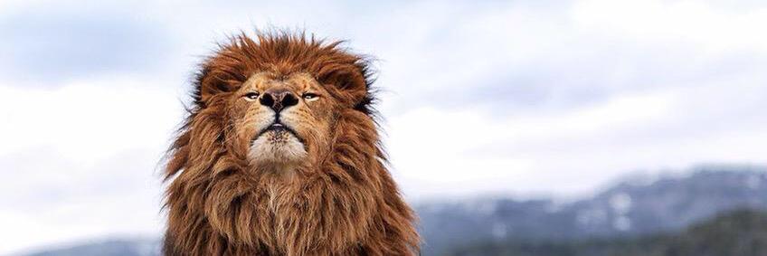 SHWILLBUR's profile banner image