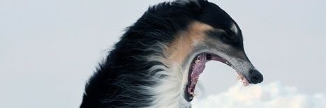 Donbefox's profile banner image