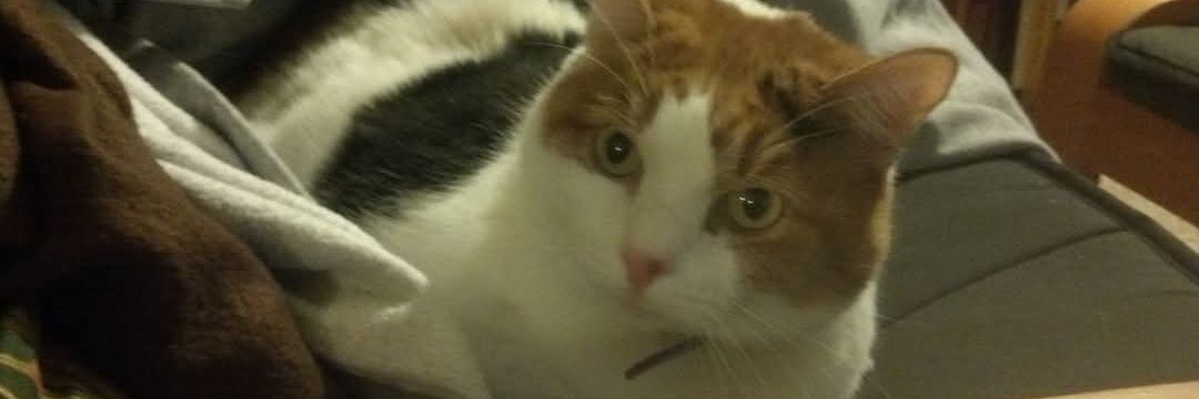 Ideen Barimani banner