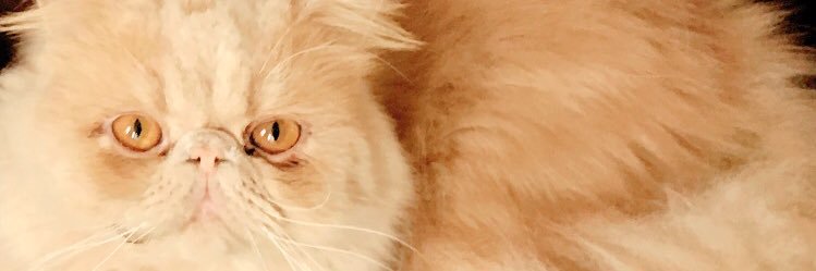 Lyrema's profile banner image