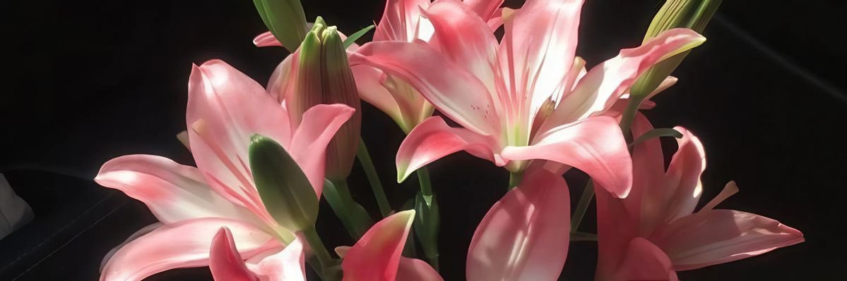 urfavzex's profile banner image