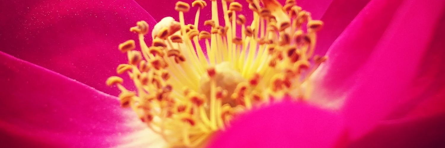 ilonavan_imp's profile banner image