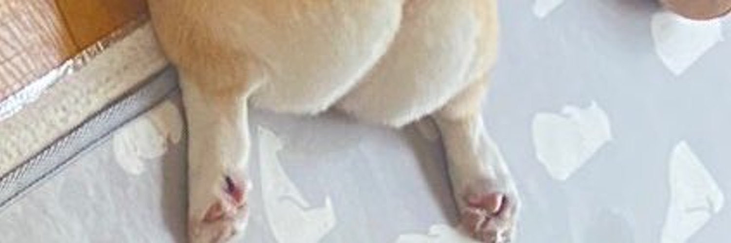 しょうでっさー banner