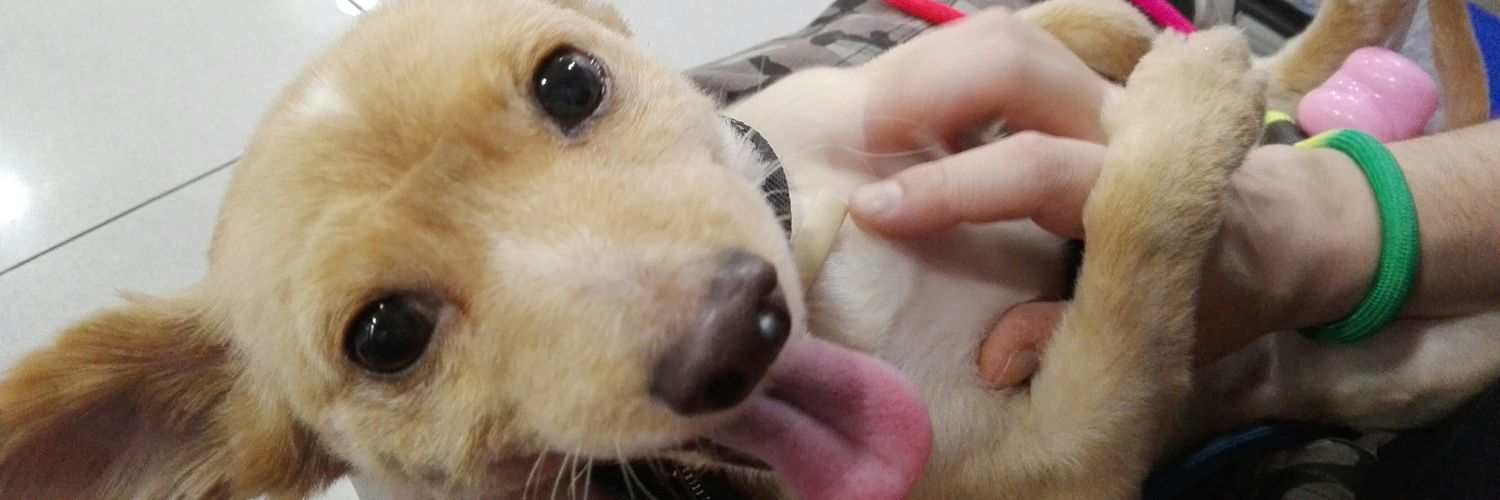 Brujileta's profile banner image