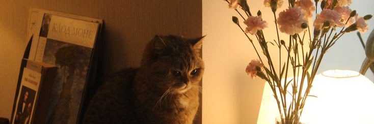 💭🌻 banner