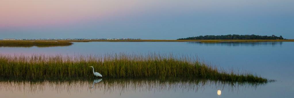 Patrick Campbell banner