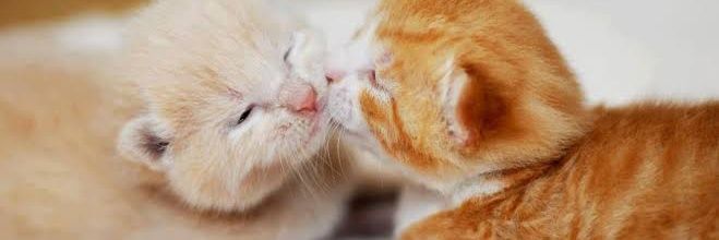 Isa R 🐅🇲🇽 banner