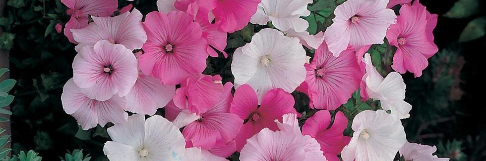 binns_jo's profile banner image