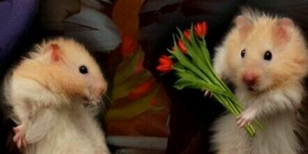 Rose_mit_a's profile banner image