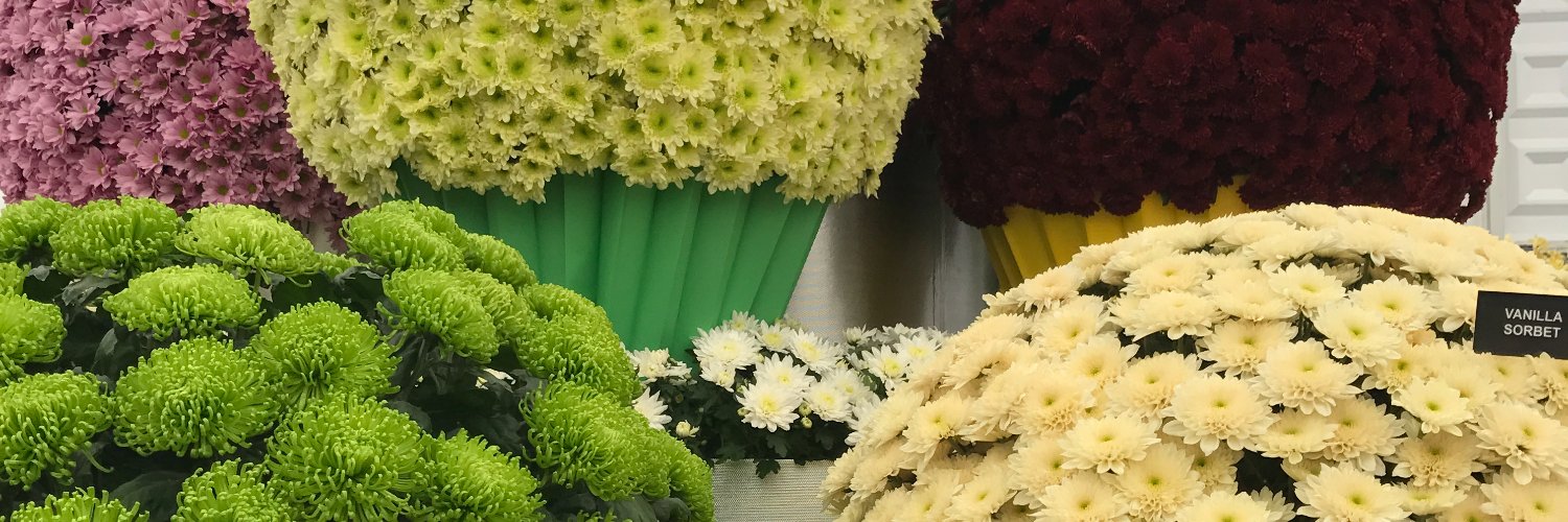 murfetto's profile banner image