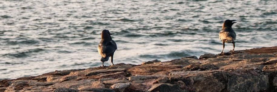 Theo Cruz 🌴🌞 banner