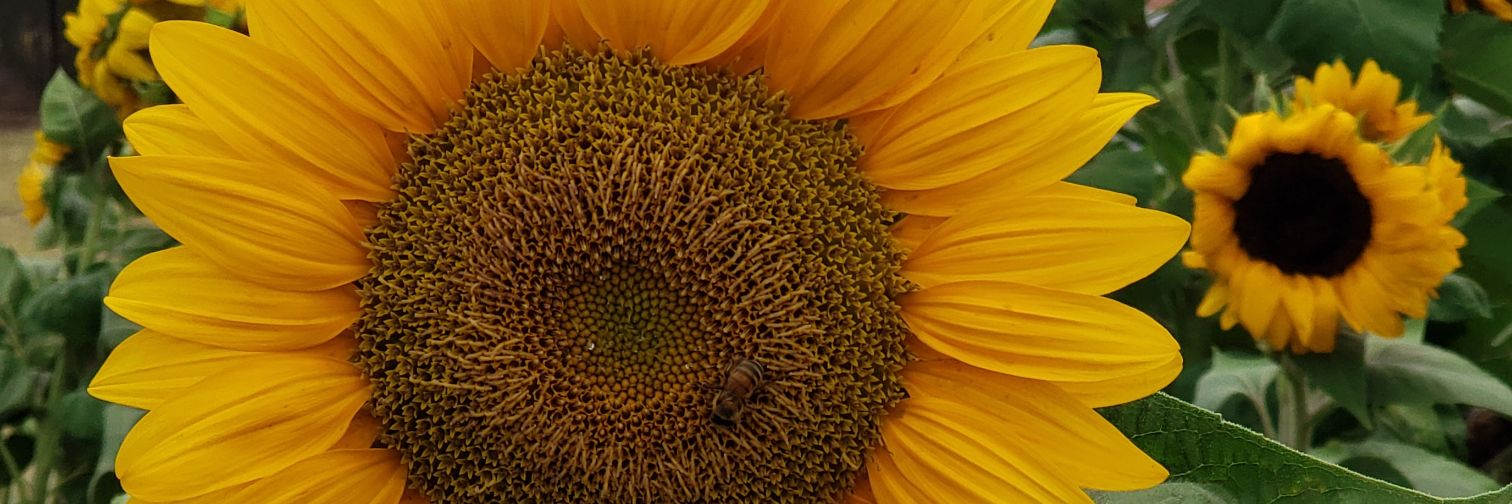 pbenitez2865's profile banner image