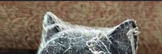 DustyCat1312's profile banner image