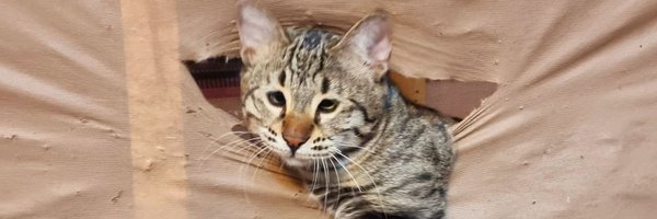 minty_mana Profile Banner