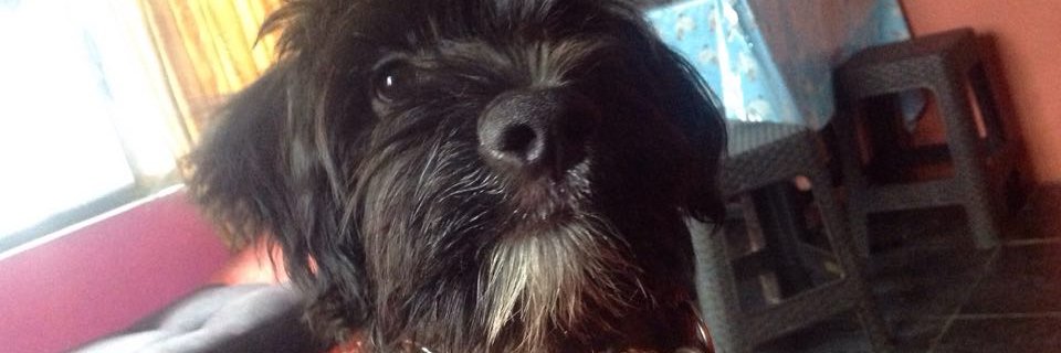 brian8_suarez's profile banner image