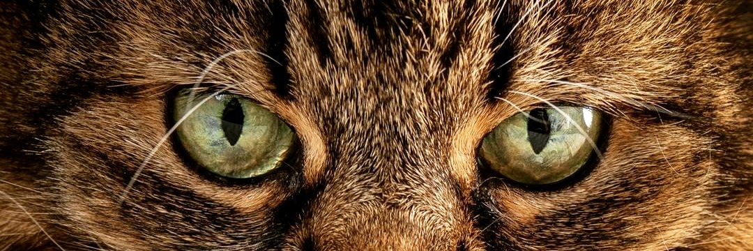 mohseen51165058's profile banner image