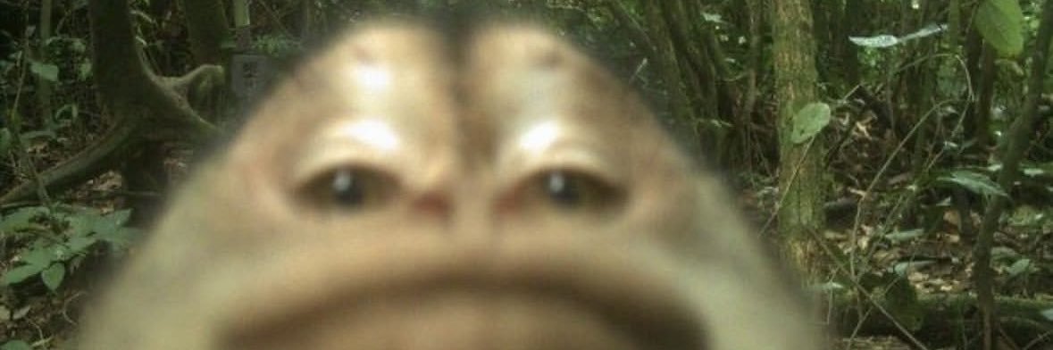TommyWiggles's profile banner image
