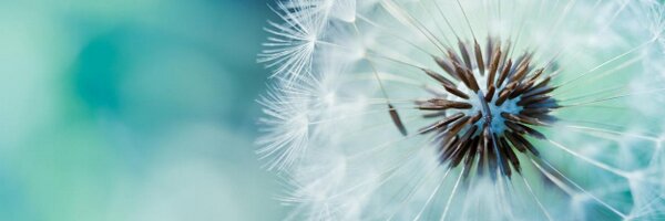 Doollie Profile Banner