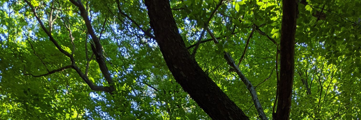 MrsDscole's profile banner image