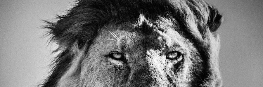 LunaComGroupe's profile banner image