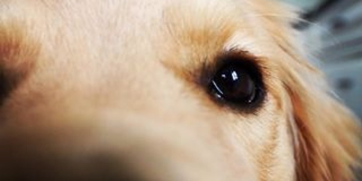 GoldGord's profile banner image