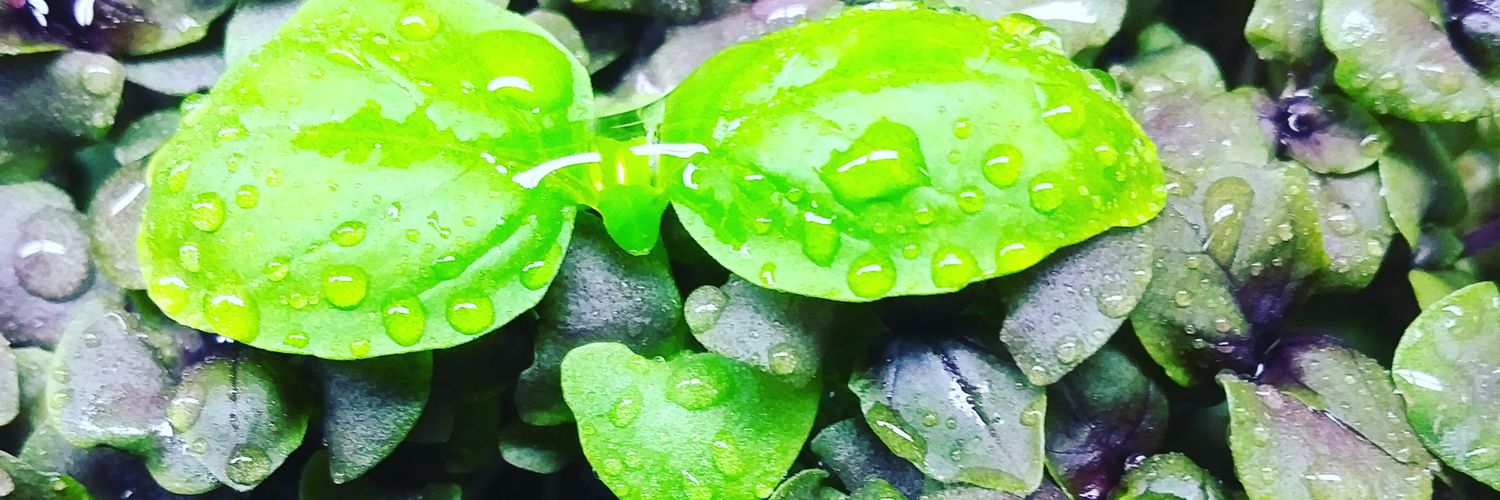 LocalsGrowSmart's profile banner image