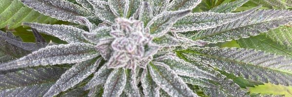 Sementis420 Profile Banner