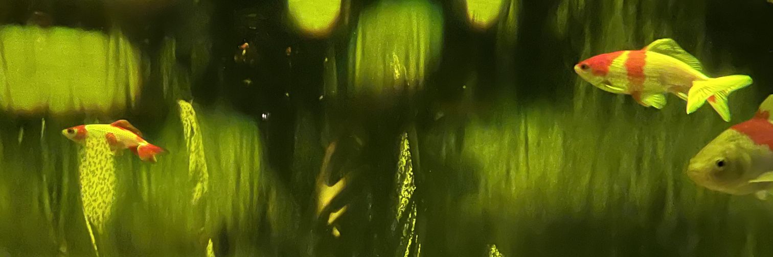 isamuki_'s profile banner image