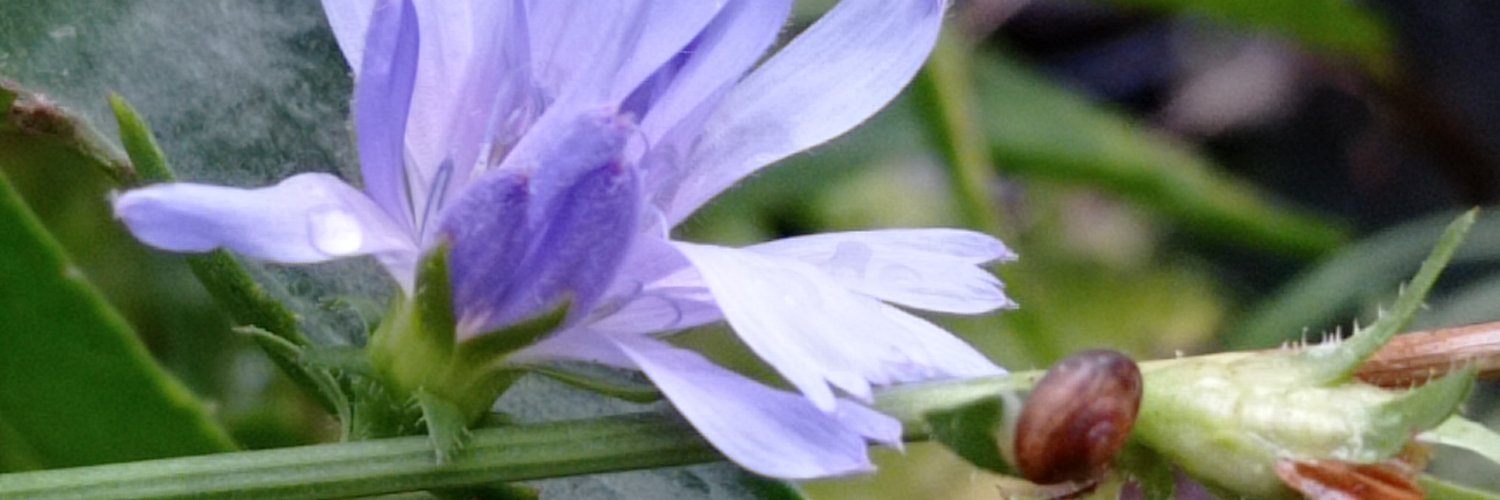 Sonnells's profile banner image