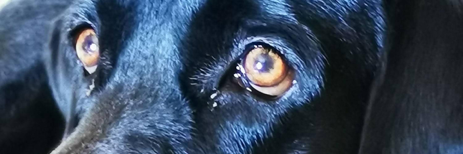 rafaelslinger's profile banner image