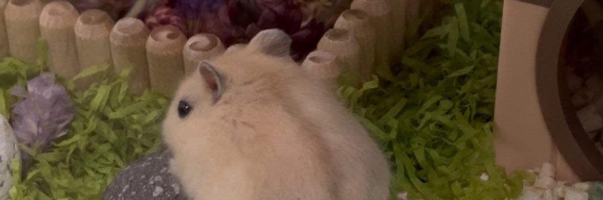 Hamudanzi's profile banner image
