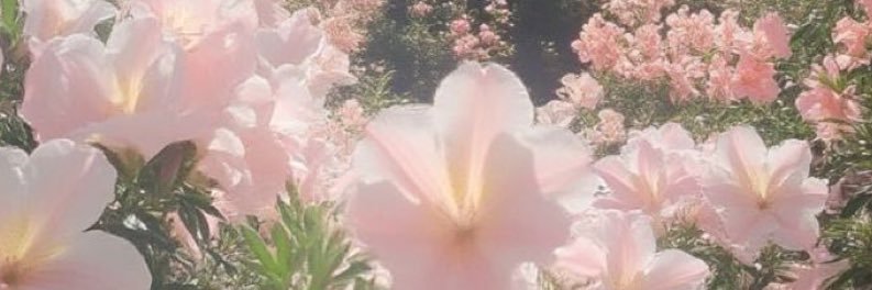 dexlarose's profile banner image