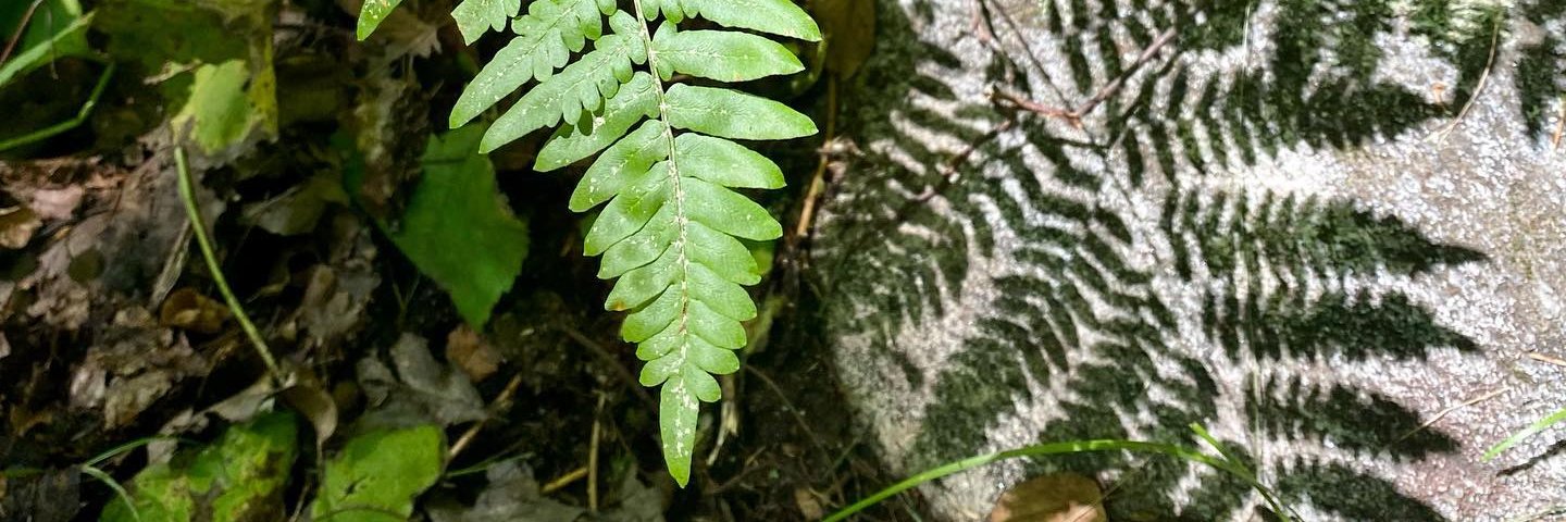 anne joyce (she/her) banner