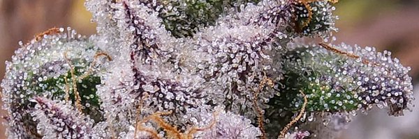 Picogenetics Profile Banner