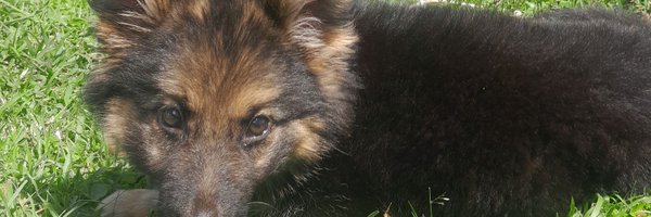 JiJow_ke Profile Banner
