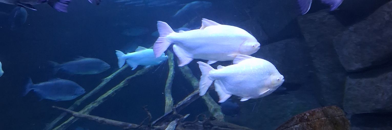 Link651 PackersGo banner