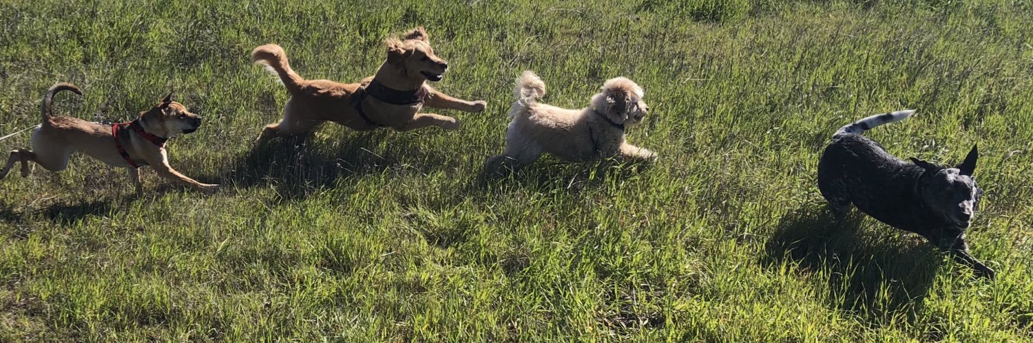 MyDogYears's profile banner image
