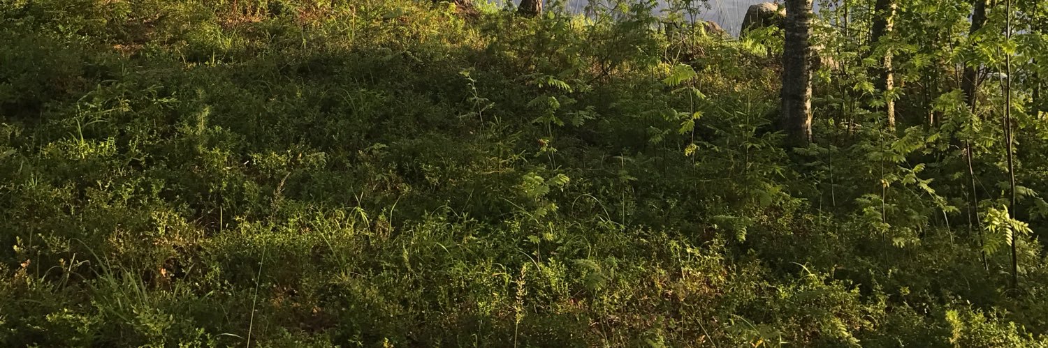 TKokko_'s profile banner image