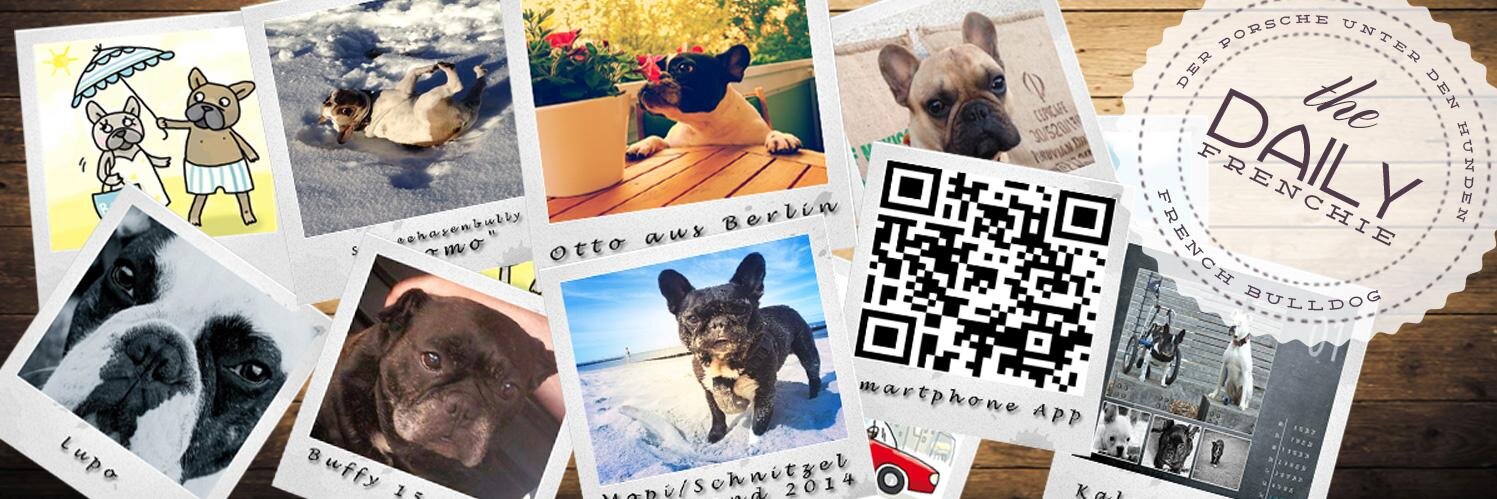 DailyFrenchie banner