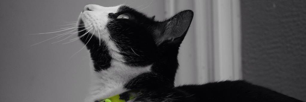 CarooCorrea_'s profile banner image